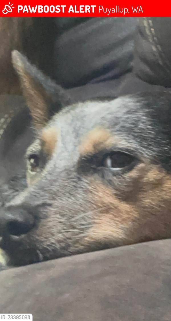Lost Male Dog last seen 66th, Puyallup, WA 98371