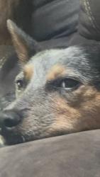 Lost Male Dog last seen 66th, Puyallup, WA 98371