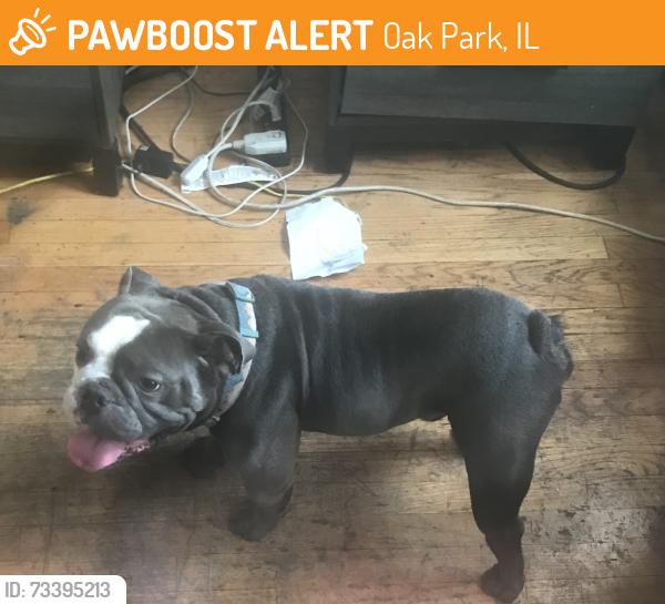 Found/Stray Unknown Dog last seen Austin, Oak Park, IL 60302
