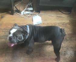 Found/Stray Unknown Dog last seen Austin, Oak Park, IL 60302