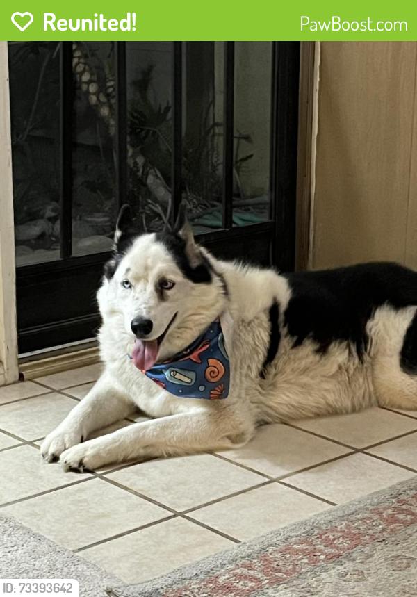 Reunited Unknown Dog last seen Mr View and Hinckley, Loma Linda, CA 92354