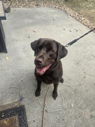 Found/Stray Male Dog last seen OLD STONE AND ELK ST, Littleton, CO 80126