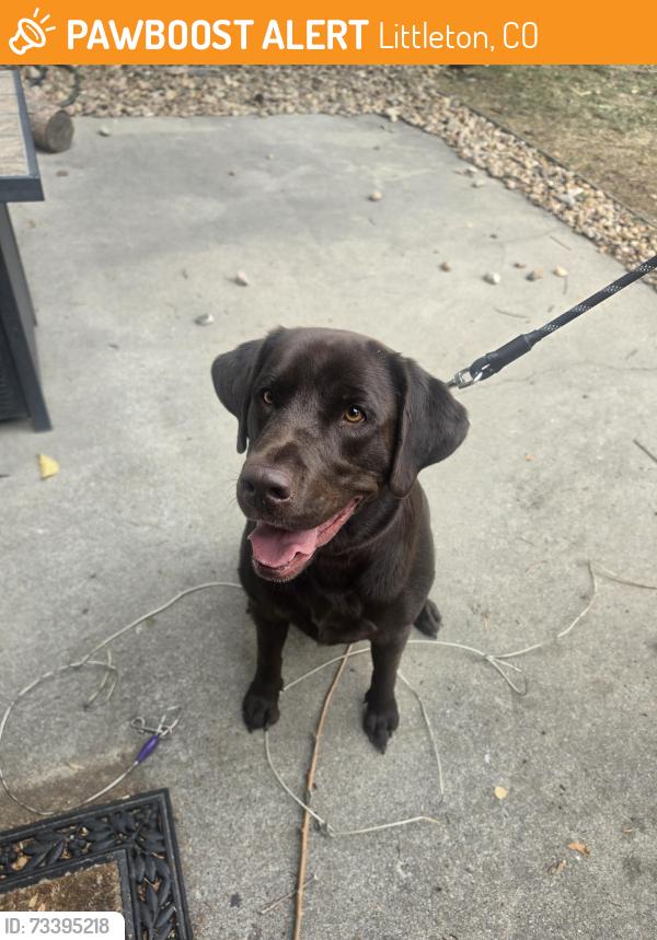 Found/Stray Male Dog last seen OLD STONE AND ELK ST, Littleton, CO 80126