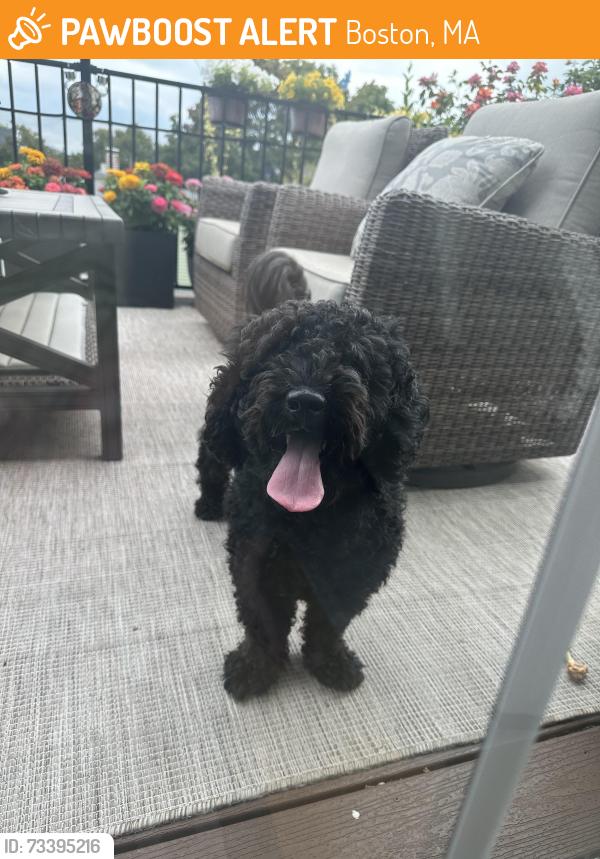 Found/Stray Male Dog last seen Paris St/ At the School, Boston, MA 02128