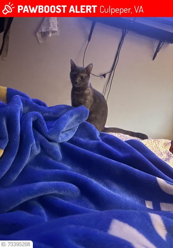 Lost Female Cat last seen Near Highview ct 22701, Culpeper, VA 22701