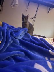 Lost Female Cat last seen Near Highview ct 22701, Culpeper, VA 22701