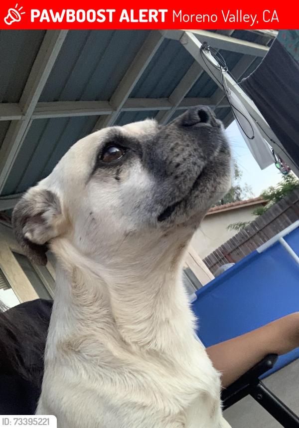 Lost Male Dog last seen Bay, Moreno Valley, CA 92553