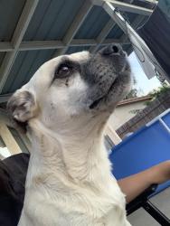 Lost Male Dog last seen Bay, Moreno Valley, CA 92553