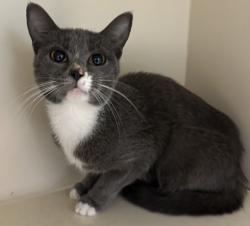 Shelter Stray Male Cat last seen Near Breezy Ln, ATLANTA, GA, 30329, 30329, GA, 3280 Chamblee Dunwoody Rd, Chamblee, GA 30341, USA