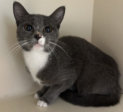 Shelter Stray Male Cat last seen Near Breezy Ln, ATLANTA, GA, 30329, 30329, GA, 3280 Chamblee Dunwoody Rd, Chamblee, GA 30341, USA