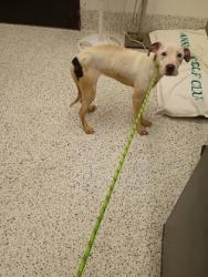 Shelter Stray Female Dog last seen Near Two Parkway Circle, Fulton County, GA, 1251 Fulton Industrial Blvd NW, Atlanta, GA 30336, USA