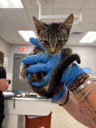 Shelter Stray Female Cat last seen Circle K in Belmont, County/Unicorporated, NC, 1491 Business Park Ct, Gastonia, NC 28052, USA