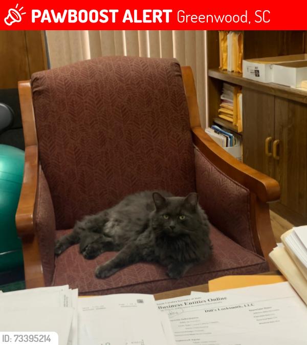 Lost Male Cat last seen At Attack Accounting/Mara Suna. Behind workman’s Soul Que, Greenwood, SC 29646