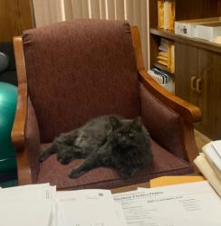 Lost Male Cat last seen At Attack Accounting/Mara Suna. Behind workman’s Soul Que, Greenwood, SC 29646