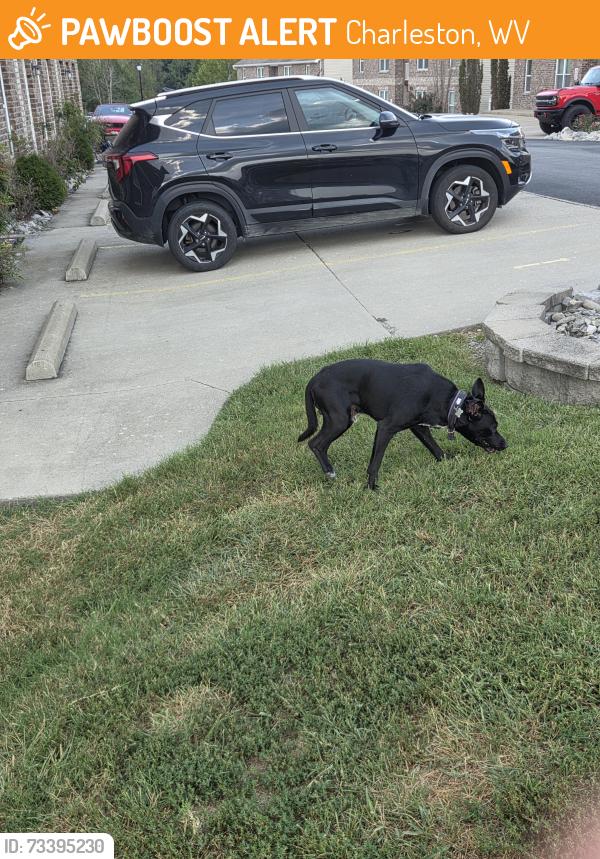 Found/Stray Male Dog last seen Eagle view appartments charleston wv, Charleston, WV 25306