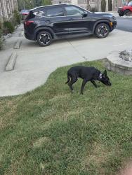 Found/Stray Male Dog last seen Eagle view appartments charleston wv, Charleston, WV 25306