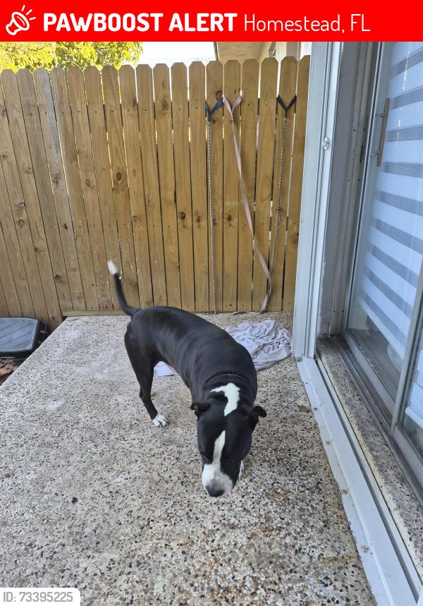 Lost Male Dog last seen Near st y 200, Homestead, FL 33033