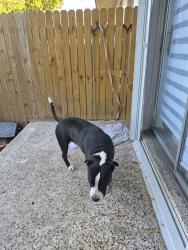 Lost Male Dog last seen Near st y 200, Homestead, FL 33033
