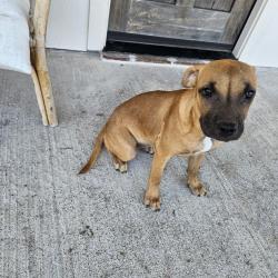 Found/Stray Female Dog last seen Palmer Tx, Palmer, TX 75152