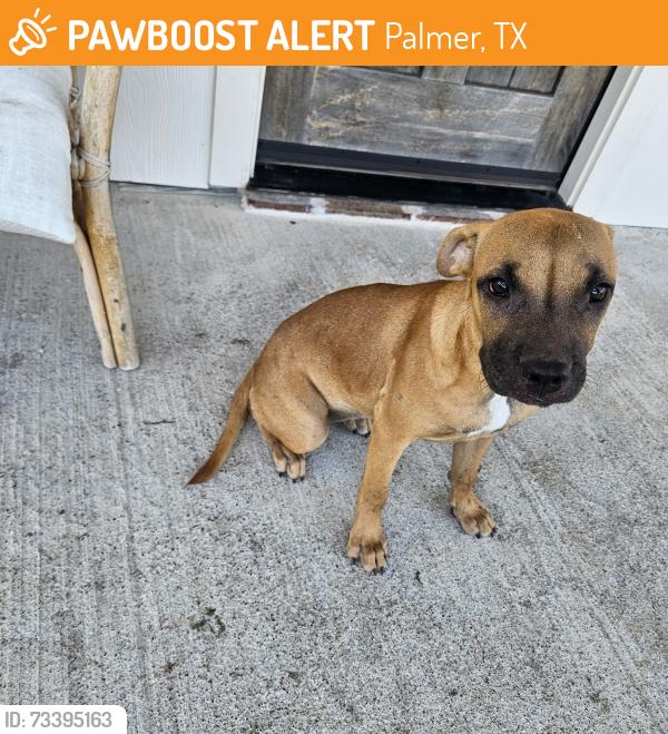 Found/Stray Female Dog last seen Palmer Tx, Palmer, TX 75152
