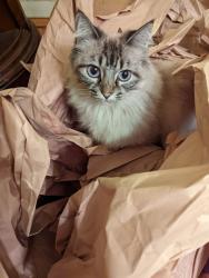 Reunited Female Cat last seen La Palma Avenue and Valley View Street, Buena Park, CA 90620