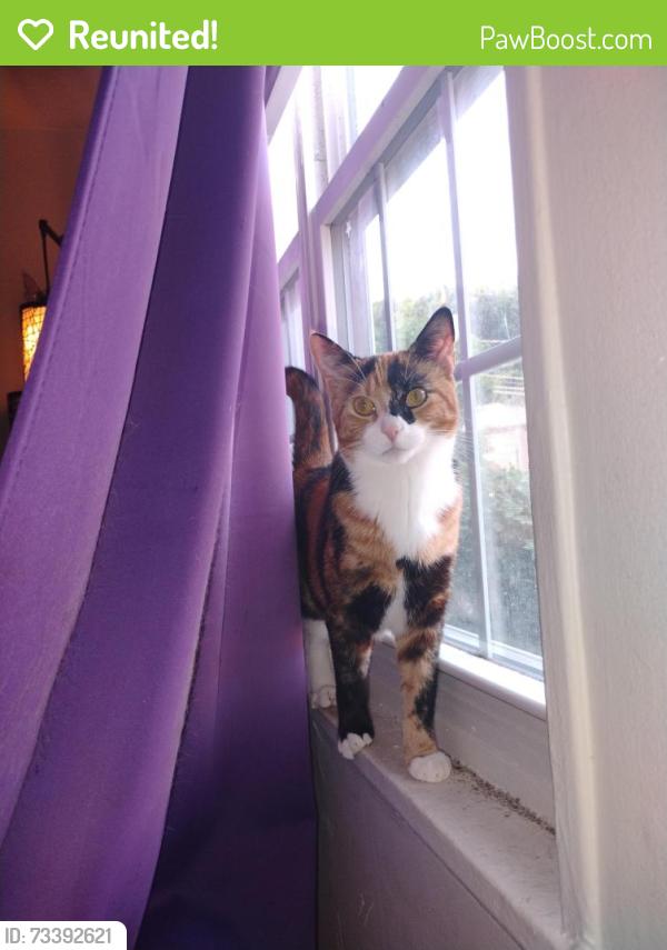 Reunited Female Cat last seen Garden Lane, Waltham, MA 02452