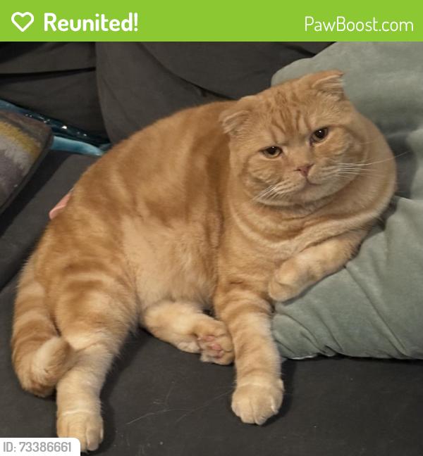 Reunited Male Cat last seen S 9th and Orchard, Tacoma, WA 98465