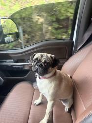 Reunited Unknown Dog last seen Pierce rd, Saratoga, CA 95070