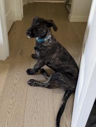 Found/Stray Female Dog last seen 164th AVE SE and SE 240th St, Kent, WA 98042