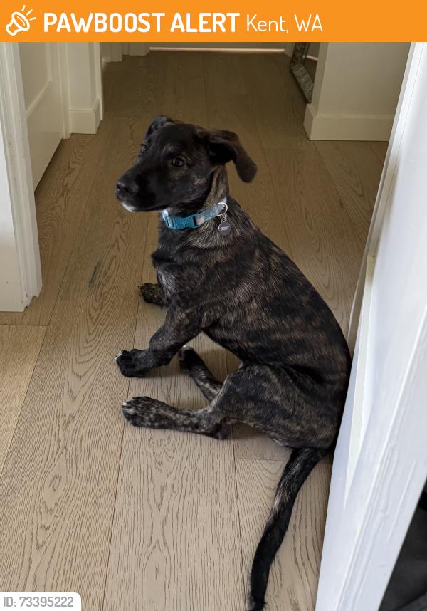 Found/Stray Female Dog last seen 164th AVE SE and SE 240th St, Kent, WA 98042