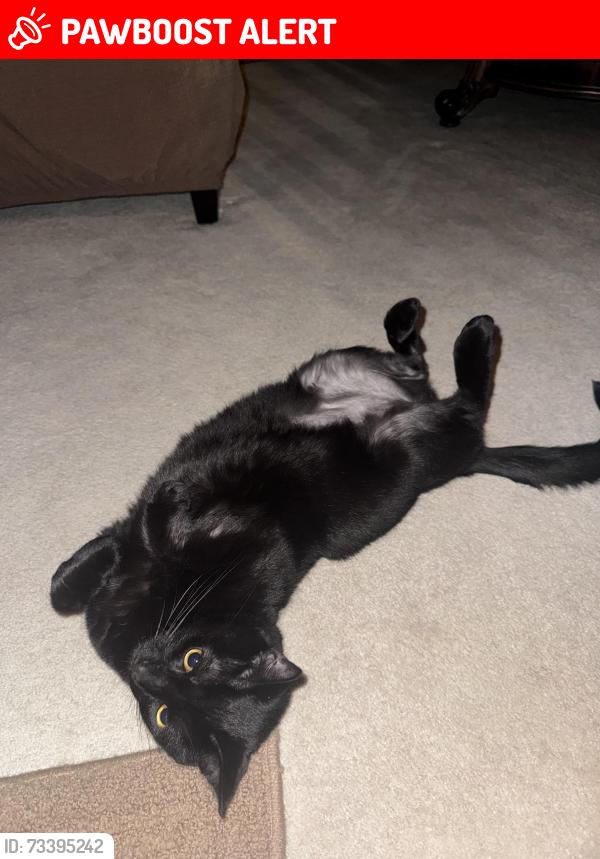 Lost Male Cat last seen Sharalyn Drive, South Fayette Township, PA 15017
