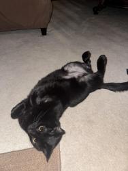 Lost Male Cat last seen Sharalyn Drive, South Fayette Township, PA 15017