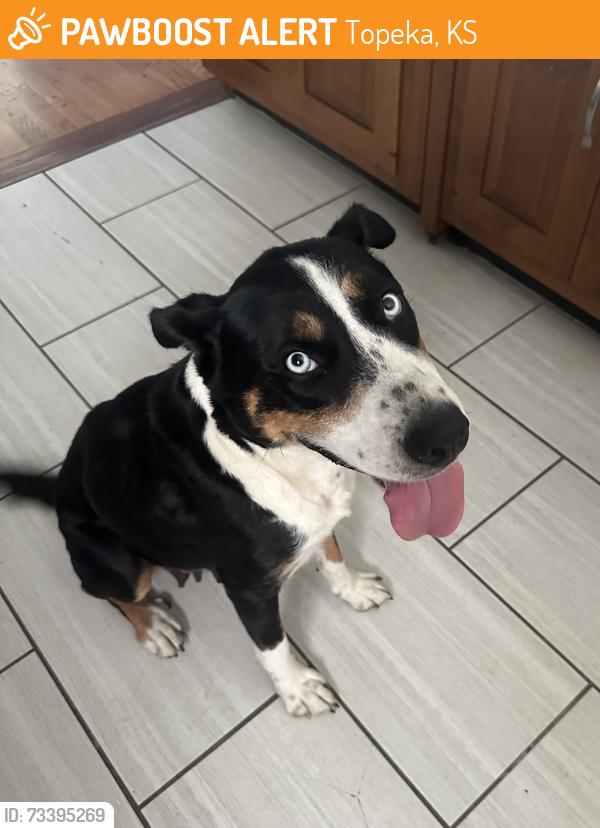 Found/Stray Female Dog last seen SW 21st and Eveningside, Topeka, KS 66604