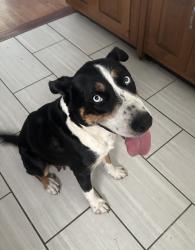 Found/Stray Female Dog last seen SW 21st and Eveningside, Topeka, KS 66604
