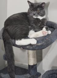 Lost Male Cat last seen Near the intersection of Chappell Ln NW and Womack Dr, Peachtree Corners, GA 30360