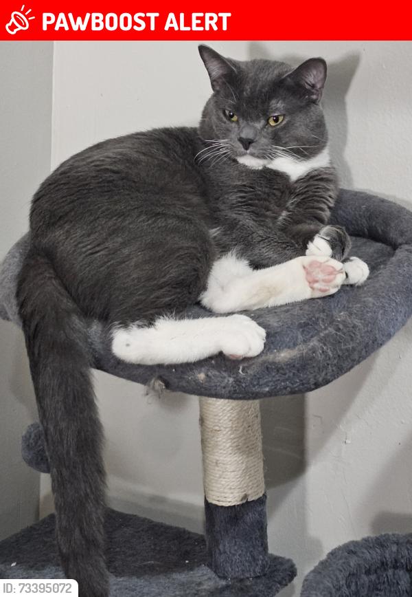Lost Male Cat last seen Near the intersection of Chappell Ln NW and Womack Dr, Peachtree Corners, GA 30360