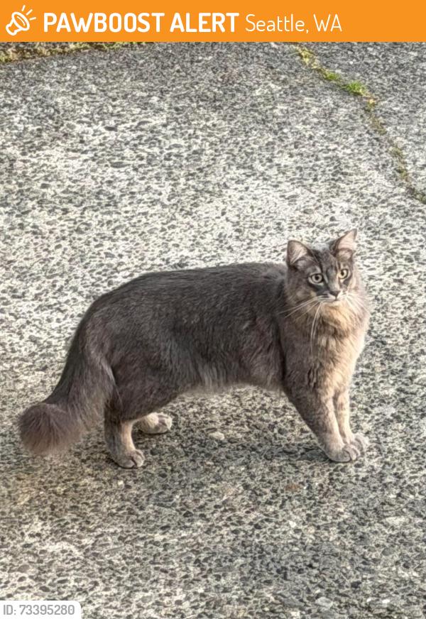 Found/Stray Unknown Cat last seen 29th/Smith W, Seattle, WA 98199