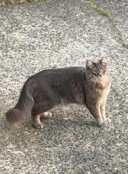 Found/Stray Unknown Cat last seen 29th/Smith W, Seattle, WA 98199