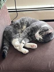 Lost Male Cat last seen Highland green gas station, Red Deer, AB 