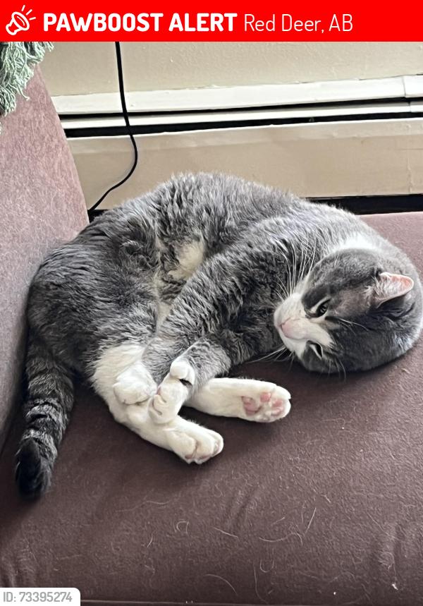 Lost Male Cat last seen Highland green gas station, Red Deer, AB 