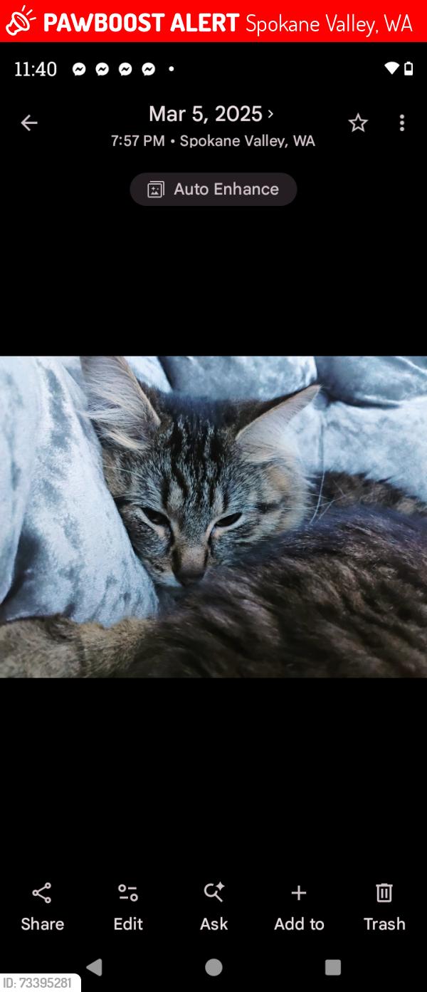 Lost Female Cat last seen Pines and Broadway, Spokane Valley, WA 99216