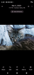 Lost Female Cat last seen Pines and Broadway, Spokane Valley, WA 99216