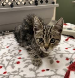 Shelter Stray Male Cat last seen Near Railroad Avenue, LIVERMORE, CA, 94550, 8323 Baldwin St, Oakland, CA 94621, USA