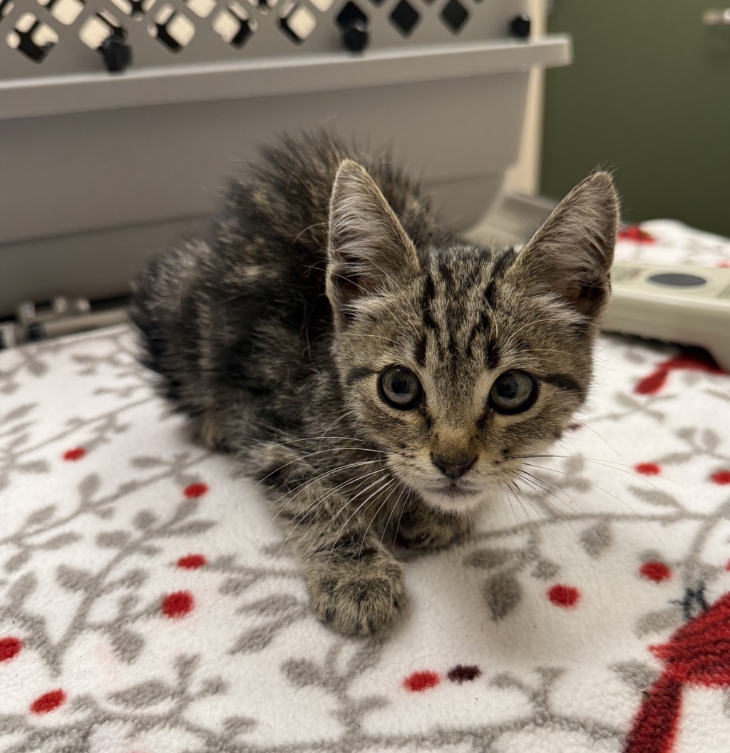 Shelter Stray Male Cat last seen Near Railroad Avenue, LIVERMORE, CA, 94550, 8323 Baldwin St, Oakland, CA 94621, USA