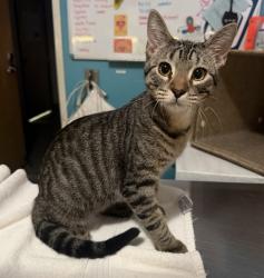 Shelter Stray Male Cat last seen Near N Escondido Boulevard, Escondido, CA, 92026, Escondido, CA 92027, USA