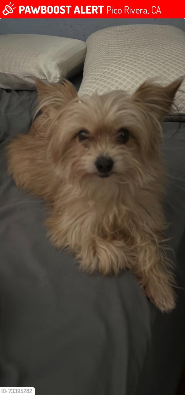 Lost Female Dog last seen Burke and Passons, Pico Rivera, CA 90660