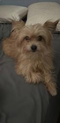 Lost Female Dog last seen Burke and Passons, Pico Rivera, CA 90660