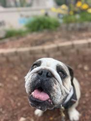 Shelter Stray Female Dog last seen 26th Street, San Diego, CA, 92102, 5500 Gaines St, San Diego, CA 92110, USA