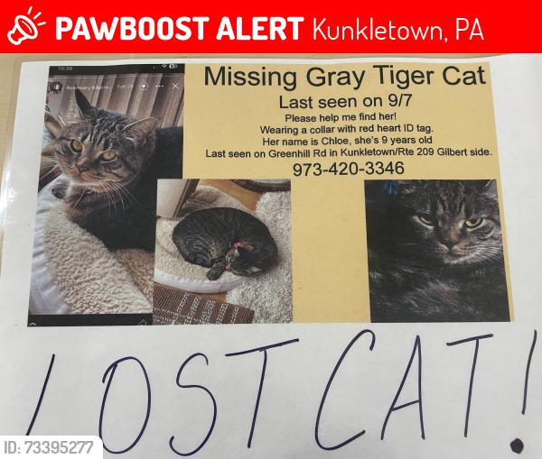 Lost Female Cat last seen Greenhill Rd, and Molasses Valley…Kunkletown, PA, Kunkletown, PA 18058