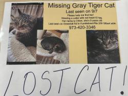 Lost Female Cat last seen Greenhill Rd, and Molasses Valley…Kunkletown, PA, Kunkletown, PA 18058